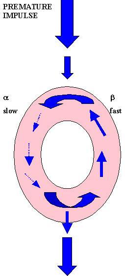 Exiting the isthmus, conduction is now able to reenter the fast pathway fibers, located anteriorly and