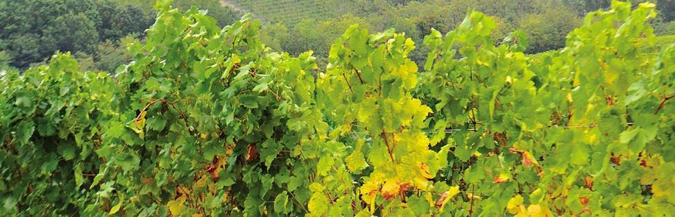 I VIGNETI DI MARCO Mantenimento del paesaggio prevalente in