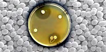 L attività antimicrobica di batteri lattici nei confronti di batteri, lieviti e muffe avviene grazie alla produzione di diversi tipi di composti: Acidi organici: Acidi deboli (acido lattico, acetico