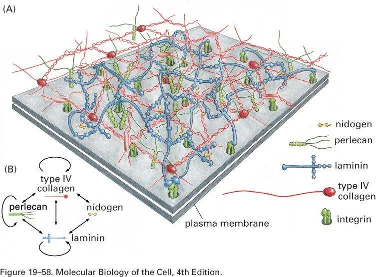 LAMINA RETICOLARE [1] (elaborata dai fibroblasti) I collageni tipo I e III del tessuto connettivo si agganciano alla lamina reticolare, dove interagiscono e si legano alle microfibrille e alle