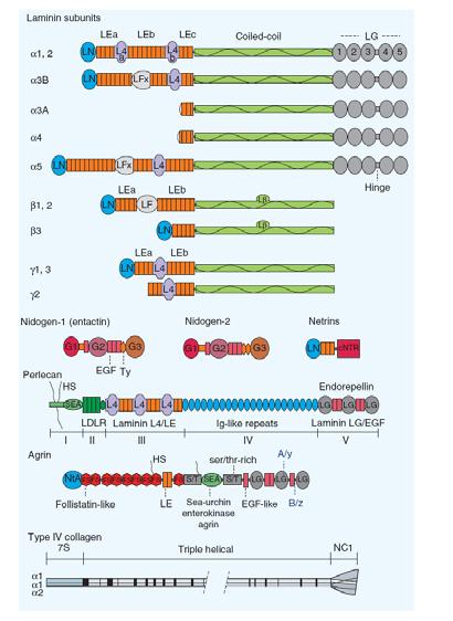 Laminin α, β, and γ chains assemble with each other via the laminin coiled coil (LCC) domain.