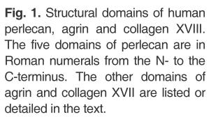 Basement membrane proteoglycans: