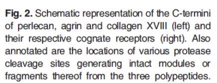 Excellence of cancer growth and angiogenesis.