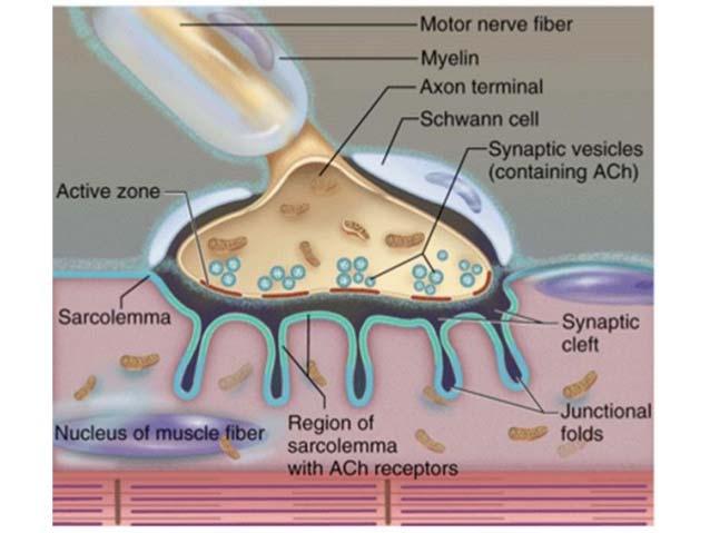 cb=1376381929 Giunzione neuromuscolare [2] Nei vertebrati, la lamina basale che circonda la cellula muscolare separa le membrane plasmatiche della cellula nervosa e della cellula muscolare a livello