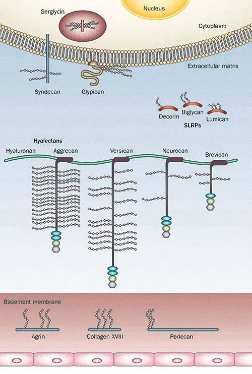 Gruppi di proteoglicani basati sui siti con i quali si associano Il proteoglicano serglicina si trova in vescicole di secrezione delle cellule endoteliali e emopoietiche.