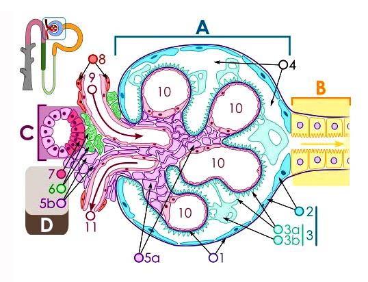 morphogenesis. Nat Rev Genet.