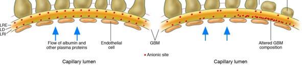 (A) Nel glomerulo normale, i siti anionici sono concentrate nella lamina rara interna (LRI) e nella lamina rara externa (LRE) della membrane basale glomerulare (GBM) e distributiti ad intervalli