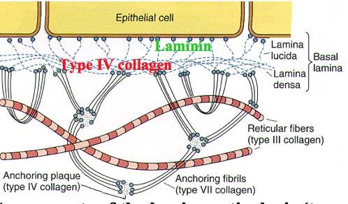 rimossa per mettere in evidenza le cellule epiteliali sulla sottostante membrana basale.