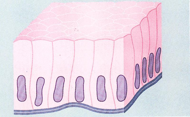 Epitelio Colonnare Semplice Organelli in prossimità