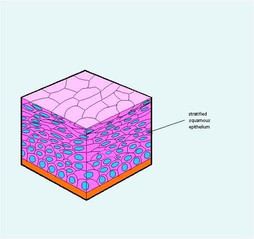 Epitelio Pavimentoso Stratificato Ruolo primario di protezione Diversi strati di cellule, piatte in superficie (vive o morte), piramidali o poligonali quelle sottostanti.