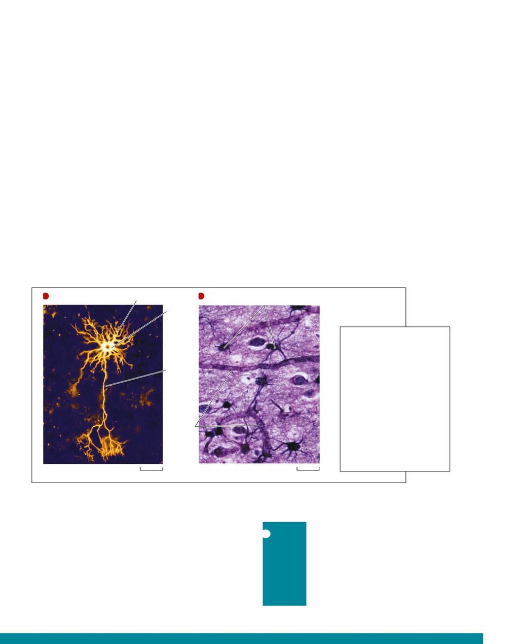 8 Il tessuto nervoso è composto da cellule eccitabili Il tessuto nervoso è formato da due tipi di cellule: i neuroni e le cellule gliali.