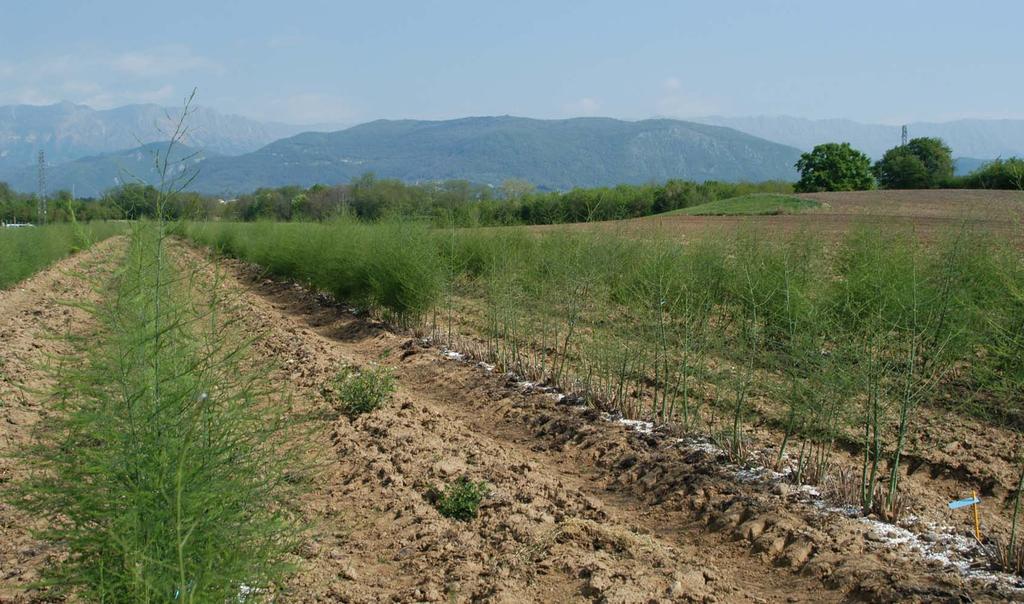 Comportamento delle cultivar