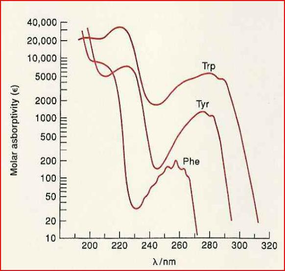Spettri di assorbimento di cromofori endogeni Esempi