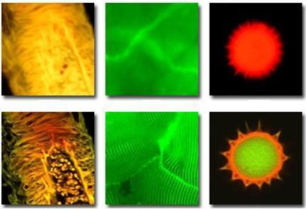 Applicazioni di ottica e fotonica L utilizzo di sostanze coloranti per marcare materiali biologici è alla base di quasi tutte le tecniche elencate.