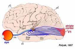 Corteccia Visiva Primaria Anche conosciuta come corteccia striata o V1 Le maggiori trasformazioni