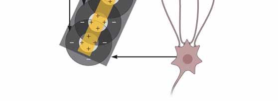 tipici delle cellule semplici della corteccia striata?