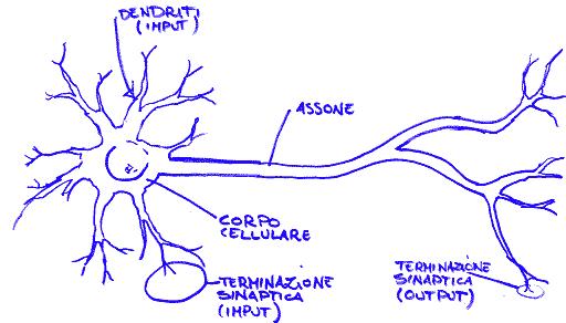 Neuroni e sinapsi L informazione nel sistema nervoso viaggia attraverso i neuroni per mezzo di impulsi elettrici (tipicamente potenziali d azione, ovvero variazioni repentine di carica elettrica tra