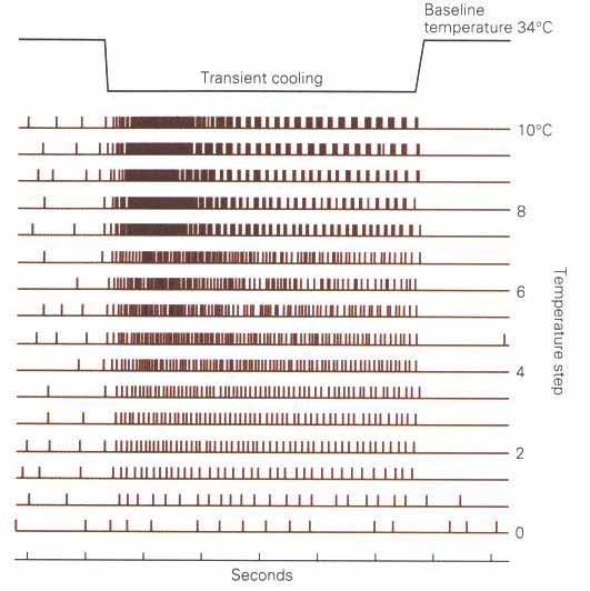 Codifica del segnale: intensità L intensita dello stimolo e codificata come frequenza dei potenziali d