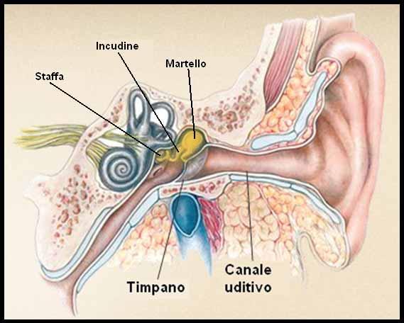 L elaborazione sensoriale nell orecchio Il martello, l incudine e la staffa.