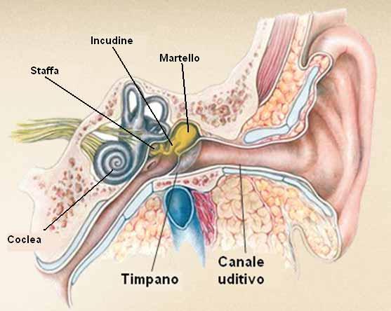 L elaborazione sensoriale nell orecchio Il tessuto neurale ed