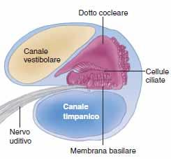 L elaborazione sensoriale nell orecchio La coclea è costituita da 3 canali: canale vestibolare, scala media e canale timpanico.