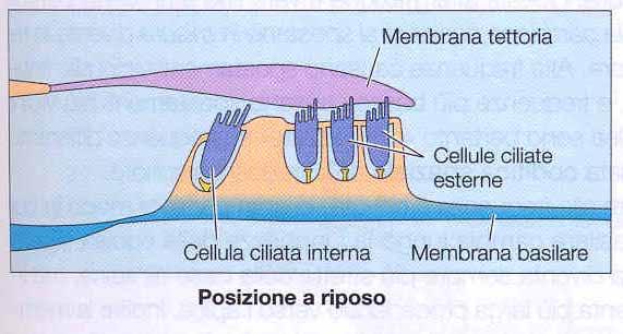 L elaborazione sensoriale nell orecchio Quando una