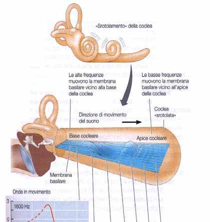 Codifica della frequenza/tono L estremità più stretta della membrana basilare in corrispondenza della base è più rigida e