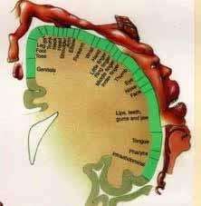 somatosensoriale