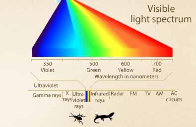 Luce e occhio SATURAZIONE Ricordiamo che lo spettro visibile è solo una piccola porzione del range di lunghezze d onda