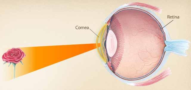 L occhio La luce entra nell occhio attraverso una finestra