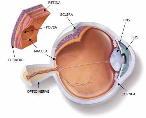 La retina La retina è un tessuto neurale che si trova all interno della superficie posteriore dell occhio.