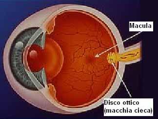 La retina Di conseguenza ogni occhio ha un piccolo punto cieco chiamato «macchia cieca».