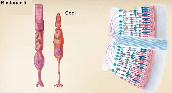 Coni e bastoncelli Circa 100-125 milioni di