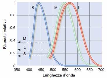 Coni: la trasduzione Ogni fotorecettore ha un tipo di opsina: nei bastoncelli abbiamo la rodopsina mentre nei coni può