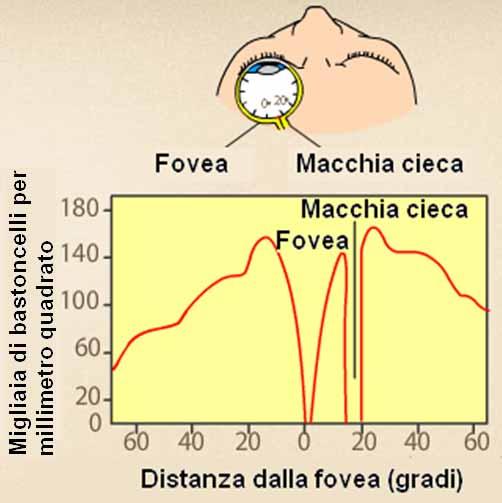 Coni e bastoncelli Il grafico mostra come la densità dei bastoncelli sia maggiore appena fuori dalla fovea, e come diminuisca gradualmente verso la periferia della