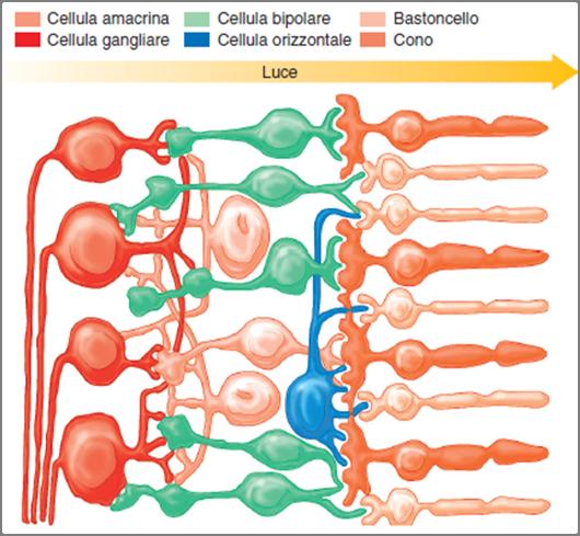 Coni e bastoncelli: le connessioni Questo significa che l informazione non viene solo trasmessa da una cellula all