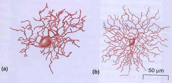Tipi di cellule gangliari Abbiamo 2 principali tipi di cellule gangliari: cellule M (magnocellulari) e cellule P (parvocellulari).