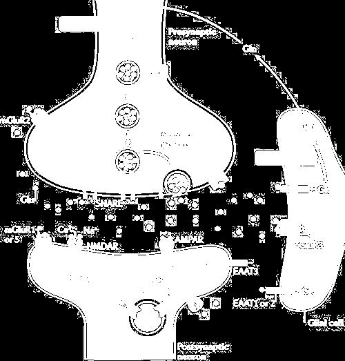 SINAPSI GLUTAMMATERGICA Gln, glutamine Glu, glutamate EAAT, excitatory amino