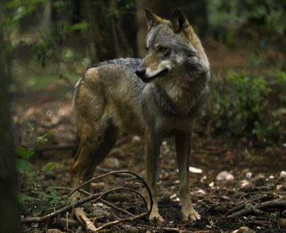 Il lupo è uno degli animali più simili all uomo, come comportamento e organizzazione sociale.