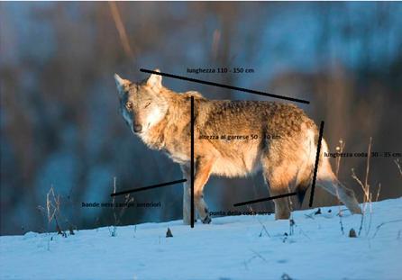 CARATTERISTICHE FISICHE Il lupo assomiglia ad un cane di grossa taglia, ma presenta un corpo più allungato, con una cassa toracica prominente.