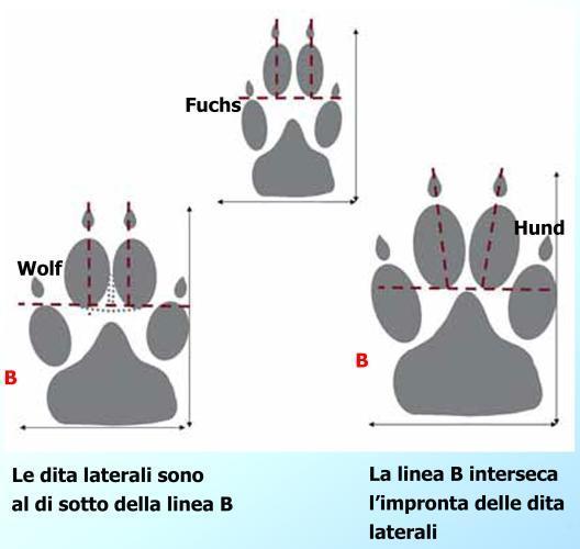 lupo porta gli arti anteriori e posteriori dello stesso lato ad oscillare sulla