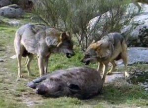 Grazie alla strategia di caccia di gruppo, il lupo è in grado di uccidere anche animali di taglia notevolmente maggiore rispetto alla sua.