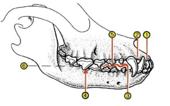 DENTATURA ORGANIZZAZIONE SOCIALE La dentatura del lupo è tipica per un animale carnivoro e si articola su 42 denti, di cui 12 incisivi (1), 4 canini (2), 16 premolari (3,5) e 10 molari (4,6).