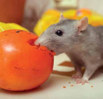 Una sola ingestione causa la morte del topo o del ratto.