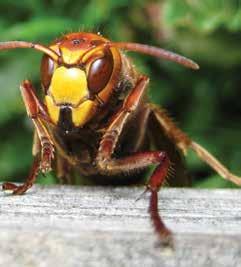 INSETTICIDI PER VESPE Insetticidi e trappole per vespe e calabroni che infestano gli ambienti