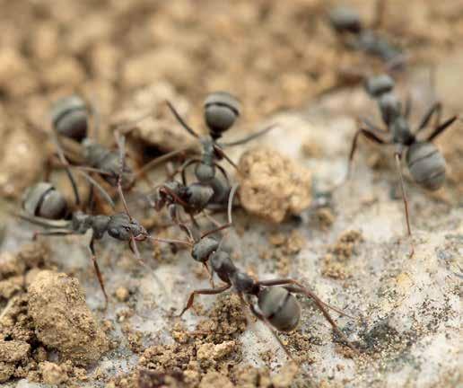INSETTICIDI PER FORMICHE Soluzione per affrontare le problematiche causate dalle formiche ed altri insetti