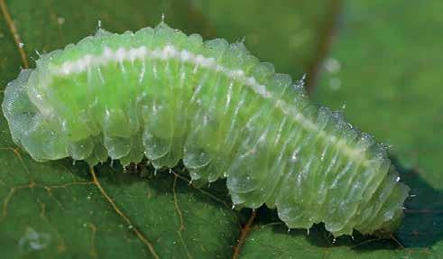 insetti che risalgono il tronco, quali: formiche, bruchi e larve,