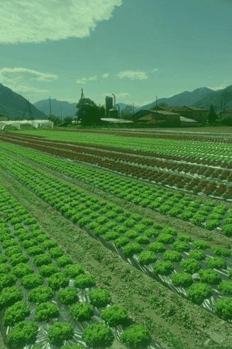 Pianificare la giornata una storia Un giorno un agricoltore disse alla moglie: Domani aro il campo ovest.