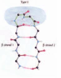 Tipo I Angoli diedri (φ, ψ) 2 = (-60, -30 ) Angoli diedri (φ, ψ) 3 = (-90, 0 ) 3 4 I di tipo I si possono considerare un breve tratto distorto di elica 3 10.