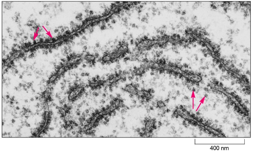 La correlazione tra trna ed aminoacidi (20 diverse Aminoacil-tRNA sintetasi) La sintesi delle catene polipeptidiche